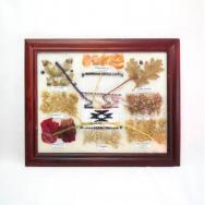 Vintage Framed Navajo Dye Chart Small  25×30