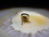 【Charles Loloma】14K Gold Lone MT. Turquiose Earring c.1970～