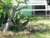 Vintage Brass Roadrunner Small Objet  c.1950～