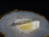 Antique Rattlesnake Shape Stamped Silver Pin Brooch  c.1945～