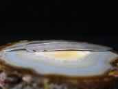 【Awa Tsireh】 World's Oldest Eagle Feather Motif Pin  c.1930